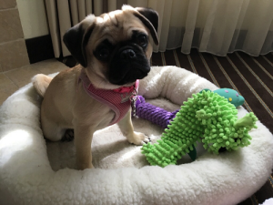 Ahold USA Pet Category Manager Becky Shipp's new pug, Allie